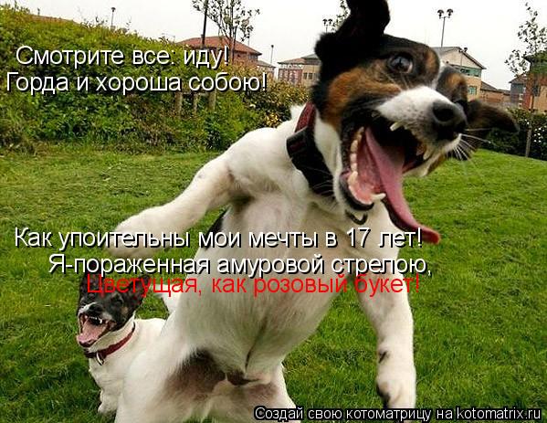 Смотрите все: иду! Горда и хороша собою! Как упоительны мои мечты в 17 лет! Я-пораженная амуровой стр... Котоматрица: Смотрите все: иду! Горда и хороша собою! Как упоительны мои мечты в 17 лет! Я-пораженная амуровой стрелою, Цветущая, как розовый букет!