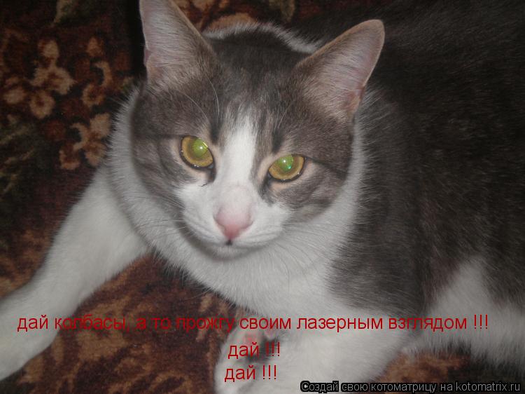 дай колбасы, а то прожгу своим лазерным взглядом !!! дай !!! дай !!!... Котоматрица: дай колбасы, а то прожгу своим лазерным взглядом !!! дай !!! дай !!!