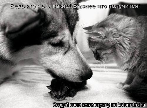 Ведь кто мы и какие! Важнее что получится!... Котоматрица: Ведь кто мы и какие! Важнее что получится!