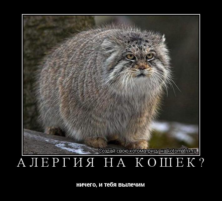 алергия на кошек? ничего, и тебя вылечим... Котоматрица: алергия на кошек? ничего, и тебя вылечим