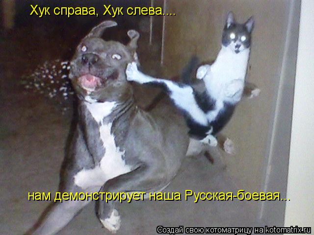 Хук справа, Хук слева.... нам демонстрирует наша Русская-боевая...... Котоматрица: Хук справа, Хук слева.... нам демонстрирует наша Русская-боевая...