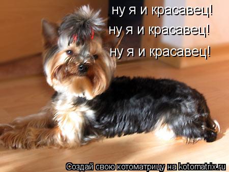 ну я и красавец! ну я и красавец! ну я и красавец!... Котоматрица: ну я и красавец! ну я и красавец! ну я и красавец!