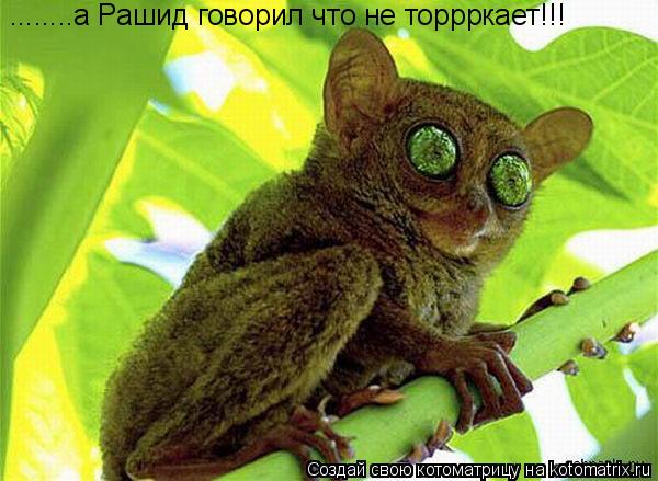........а Рашид говорил что не торрркает!!!... Котоматрица: ........а Рашид говорил что не торрркает!!!