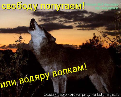 свободу попугаем! или водяру волкам!... Котоматрица: свободу попугаем! или водяру волкам!