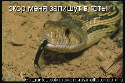 скор меня запишут в готы... Котоматрица: скор меня запишут в готы