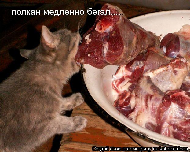 полкан медленно бегал........ Котоматрица: полкан медленно бегал.....