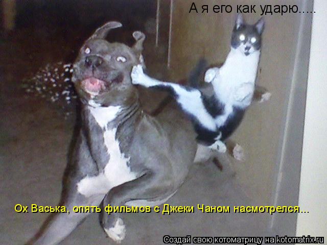 А я его как ударю..... Ох Васька, опять фильмов с Джеки Чаном насмотрелся...... Котоматрица: А я его как ударю..... Ох Васька, опять фильмов с Джеки Чаном насмотрелся...