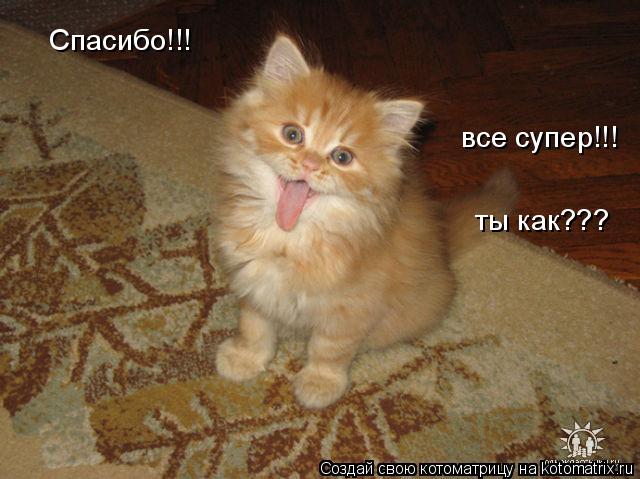 Спасибо!!! все супер!!! ты как???... Котоматрица: Спасибо!!! все супер!!! ты как???