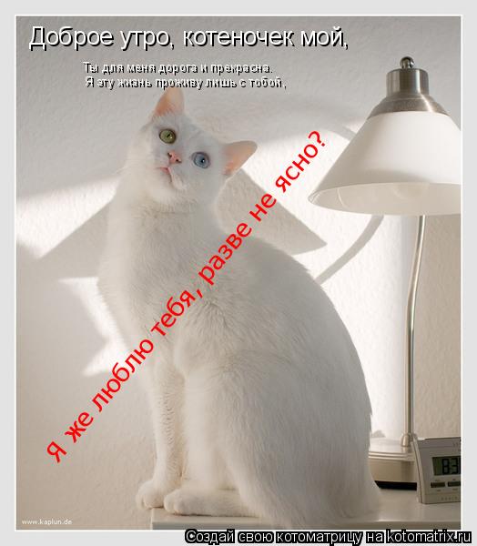 Доброе утро, котеночек мой, Ты для меня дорога и прекрасна. Я эту жизнь проживу лишь с тобой, Я же... Котоматрица: Доброе утро, котеночек мой, Ты для меня дорога и прекрасна. Я эту жизнь проживу лишь с тобой, Я же люблю тебя, разве не ясно? Я же люблю тебя,