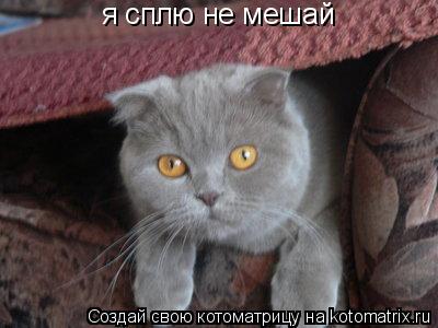 я сплю не мешай... Котоматрица: я сплю не мешай