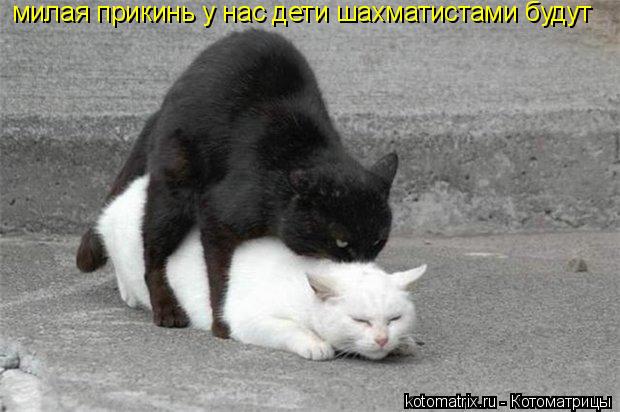 милая прикинь у нас дети шахматистами будут... Котоматрица: милая прикинь у нас дети шахматистами будут