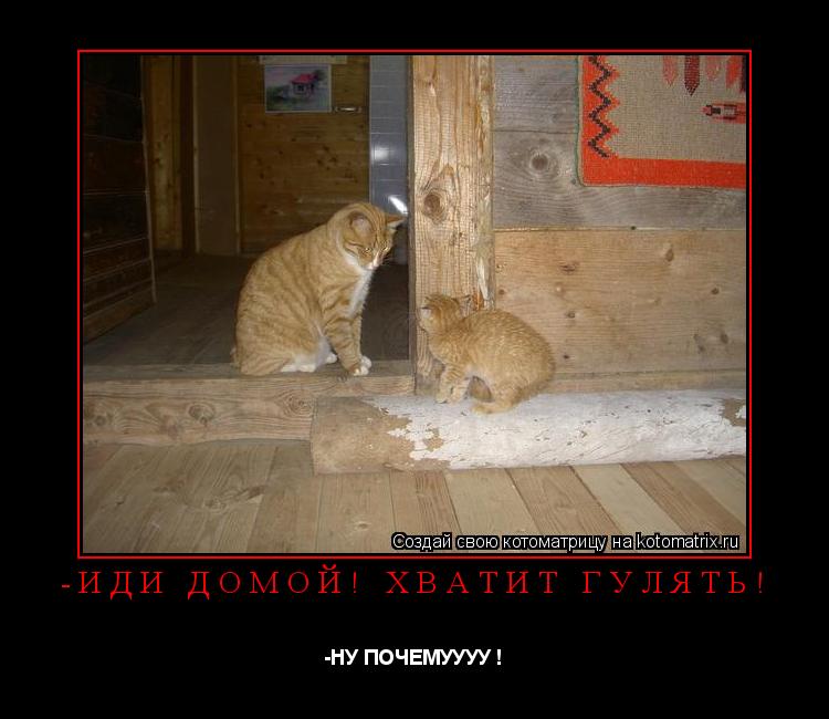 -иди домой! хватит гулять! -НУ ПОЧЕМУУУУ !... Котоматрица: -иди домой! хватит гулять! -НУ ПОЧЕМУУУУ !