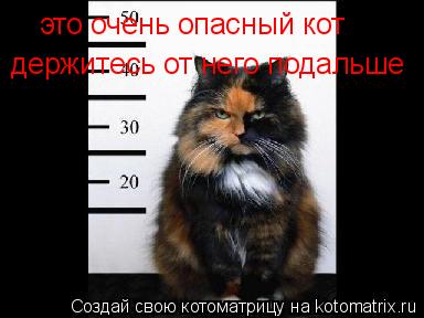это очень опасный кот держитесь от него подальше... Котоматрица: это очень опасный кот держитесь от него подальше