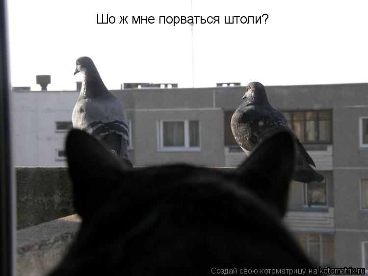 Шо ж мне порваться штоли?... Котоматрица: Шо ж мне порваться штоли?