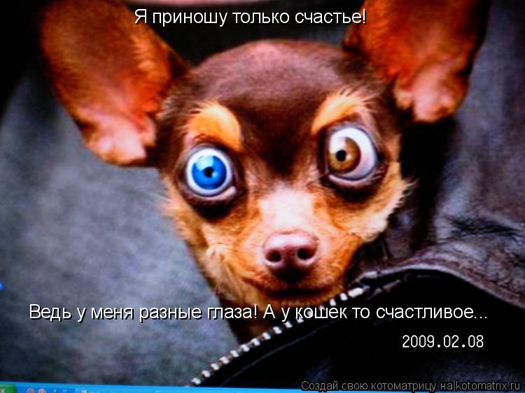 Я приношу только счастье! Ведь у меня разные глаза! А у кошек то счастливое...... Котоматрица: Я приношу только счастье! Ведь у меня разные глаза! А у кошек то счастливое...