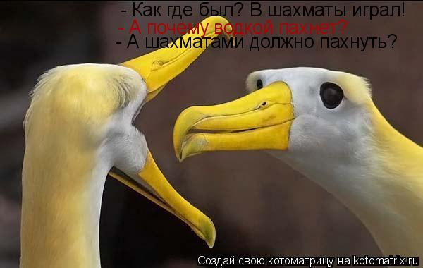 - Как где был? В шахматы играл! - А почему водкой пахнет? - А шахматами должно пахнуть?... Котоматрица: - Как где был? В шахматы играл! - А почему водкой пахнет? - А шахматами должно пахнуть?