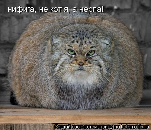 нифига, не кот я, а нерпа!... Котоматрица: нифига, не кот я, а нерпа!