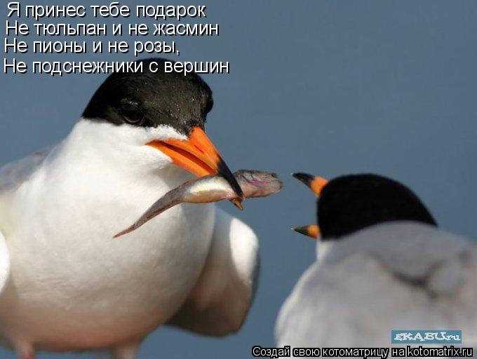 Я принес тебе подарок Не тюльпан и не жасмин Не пионы и не розы, Не подснежники с вершин... Котоматрица: Я принес тебе подарок Не тюльпан и не жасмин Не пионы и не розы, Не подснежники с вершин