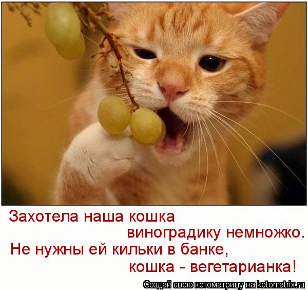 Захотела наша кошка виноградику немножко. Не нужны ей кильки в банке, кошка - вегетарианка!... Котоматрица: Захотела наша кошка виноградику немножко. Не нужны ей кильки в банке, кошка - вегетарианка!