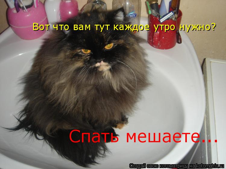 Вот что вам тут каждое утро нужно? Спать мешаете...... Котоматрица: Вот что вам тут каждое утро нужно? Спать мешаете...