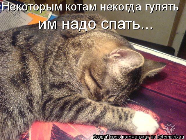 Котоматрица: Некоторым котам некогда гулять   им надо спать...