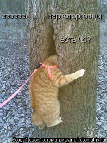 ээээээ..........наркоторговцы есть чо?... Котоматрица: ээээээ..........наркоторговцы есть чо?