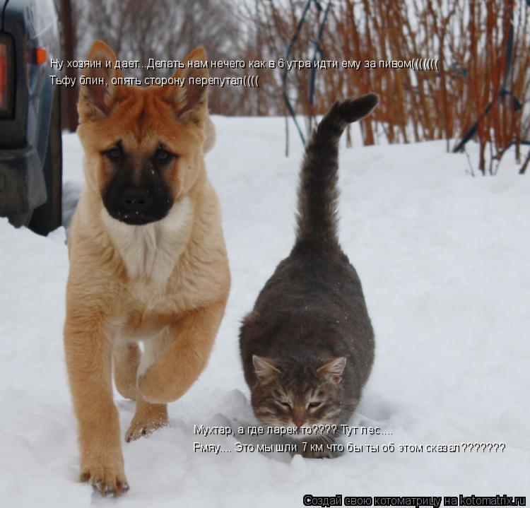 Котоматрица: Ну хозяин и дает...Делать нам нечего как в 6 утра идти ему за пивом((((((( Мухтар, а где ларек то???? Тут лес.... Тьфу блин, опять сторону перепутал((