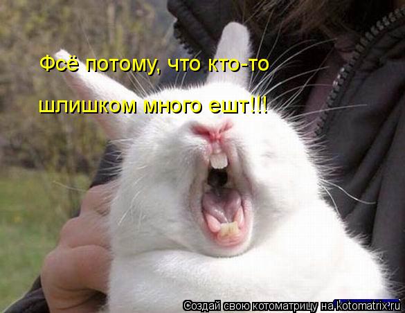 Фсё потому, что кто-то шлишком много ешт!!!... Котоматрица: Фсё потому, что кто-то шлишком много ешт!!!