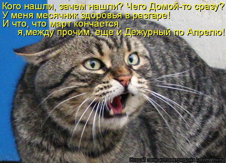 Кого нашли, зачем нашли? Чего Домой-то сразу? У меня месячник здоровья в разгаре! И что, что март ко... Котоматрица: Кого нашли, зачем нашли? Чего Домой-то сразу? У меня месячник здоровья в разгаре! И что, что март кончается, я,между прочим, еще и Дежурный по