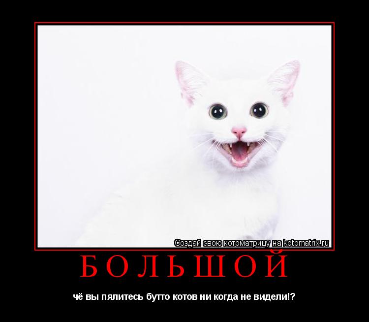 большой чё вы пялитесь бутто котов ни когда не видели!?... Котоматрица: большой чё вы пялитесь бутто котов ни когда не видели!?
