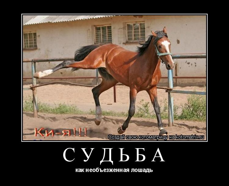 Судьба как необъезженная лошадь... Котоматрица: Судьба как необъезженная лошадь