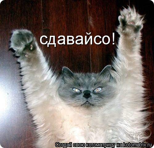сдавайсо!... Котоматрица: сдавайсо!