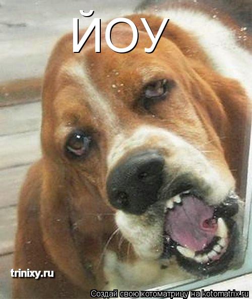 ЙОУ... Котоматрица: ЙОУ