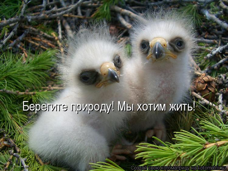 Берегите природу! Мы хотим жить!... Котоматрица: Берегите природу! Мы хотим жить!