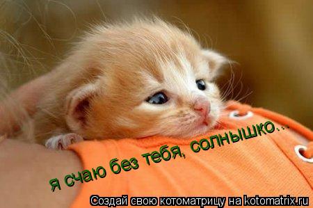 я счаю без тебя, солнышко...... Котоматрица: я счаю без тебя, солнышко...