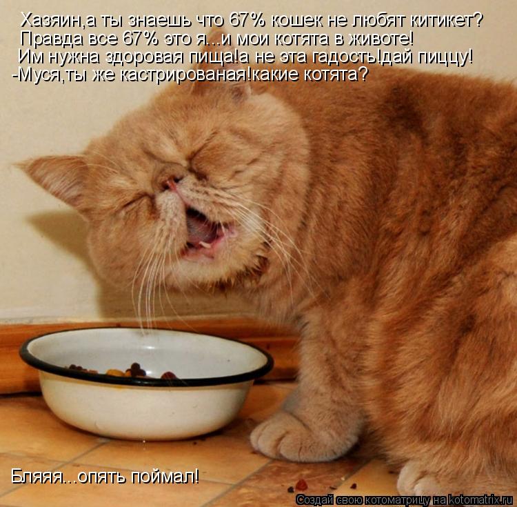 Котоматрица: Хазяин,а ты знаешь что 67% кошек не любят китикет? Правда все 67% это я...и мои котята в животе! Им нужна здоровая пища!а не эта гадость!дай пиццу! 