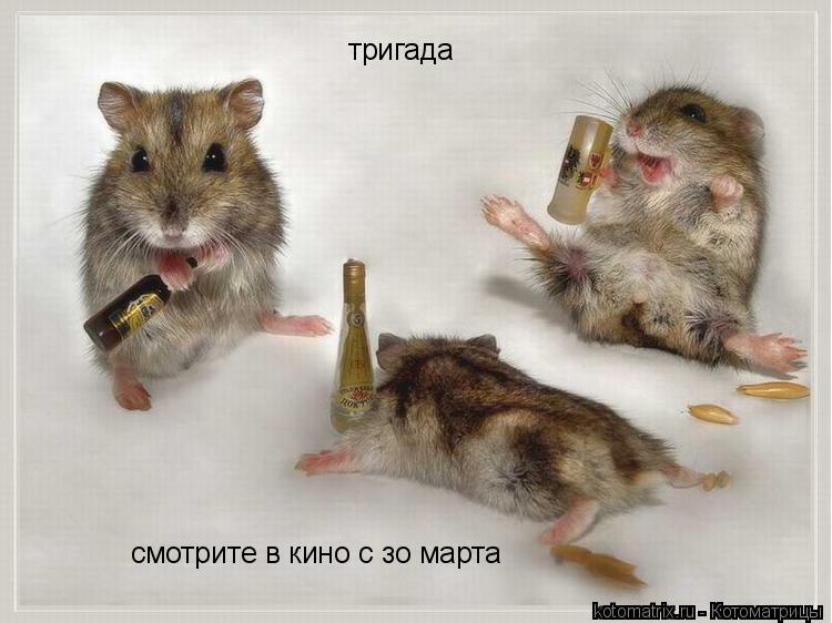 Котоматрица: тригада смотрите в кино с зо марта