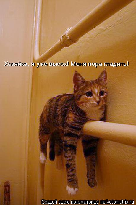 Хозяйка, я уже высох! Меня пора гладить!... Котоматрица: Хозяйка, я уже высох! Меня пора гладить!