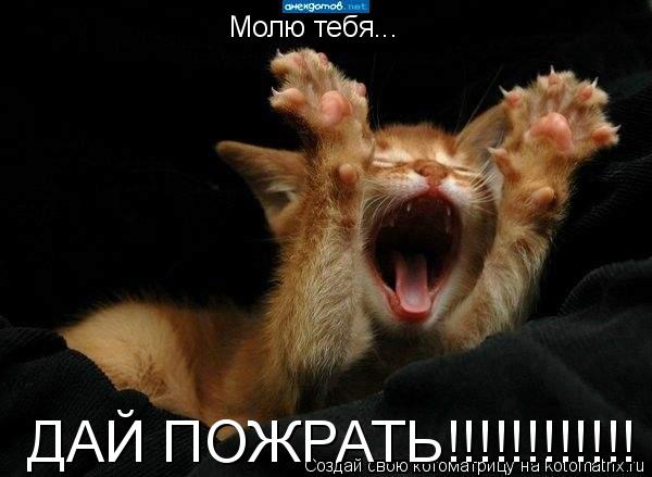 Молю тебя... ДАЙ ПОЖРАТЬ!!!!!!!!!!!!... Котоматрица: Молю тебя... ДАЙ ПОЖРАТЬ!!!!!!!!!!!!