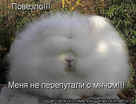 Повезло!!! Меня не перепутали с мячом!!!... Котоматрица: Повезло!!! Меня не перепутали с мячом!!!