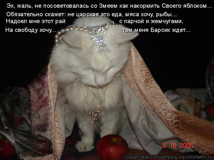 Эх, жаль, не посоветовалась со Змеем как накормить Своего яблоком... Обязательно скажет: не царская э... Котоматрица: Эх, жаль, не посоветовалась со Змеем как накормить Своего яблоком... Обязательно скажет: не царская это еда, мяса хочу, рыбы... Надоел мне этот