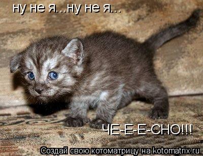 ну не я...ну не я... ЧЕ-Е-Е-СНО!!!... Котоматрица: ну не я...ну не я... ЧЕ-Е-Е-СНО!!!