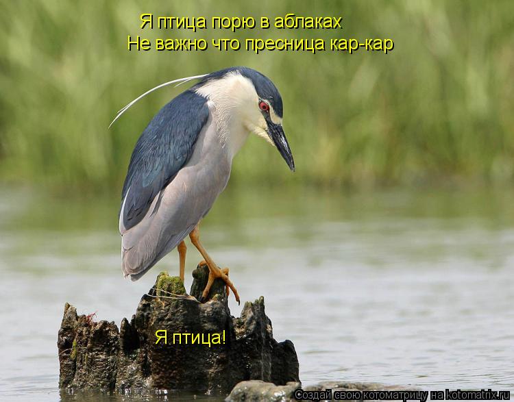 Я птица порю в аблаках Не важно что пресница кар-кар Я птица!... Котоматрица: Я птица порю в аблаках Не важно что пресница кар-кар Я птица!