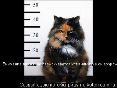 Внимание внимание разыскивается кот внимание он воурожон!... Котоматрица: Внимание внимание разыскивается кот внимание он воурожон!