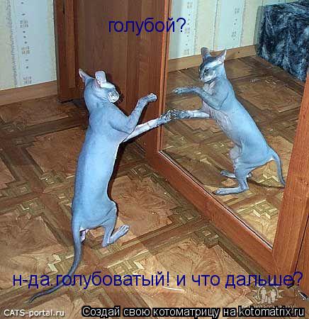 голубой? н-да.голубоватый! и что дальше?... Котоматрица: голубой? н-да.голубоватый! и что дальше?