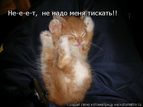 Не-е-е-т, не надо меня тискать!!... Котоматрица: Не-е-е-т, не надо меня тискать!!