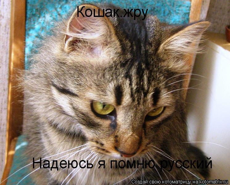 Надеюсь я помню русский Кошак.жру... Котоматрица: Надеюсь я помню русский Кошак.жру