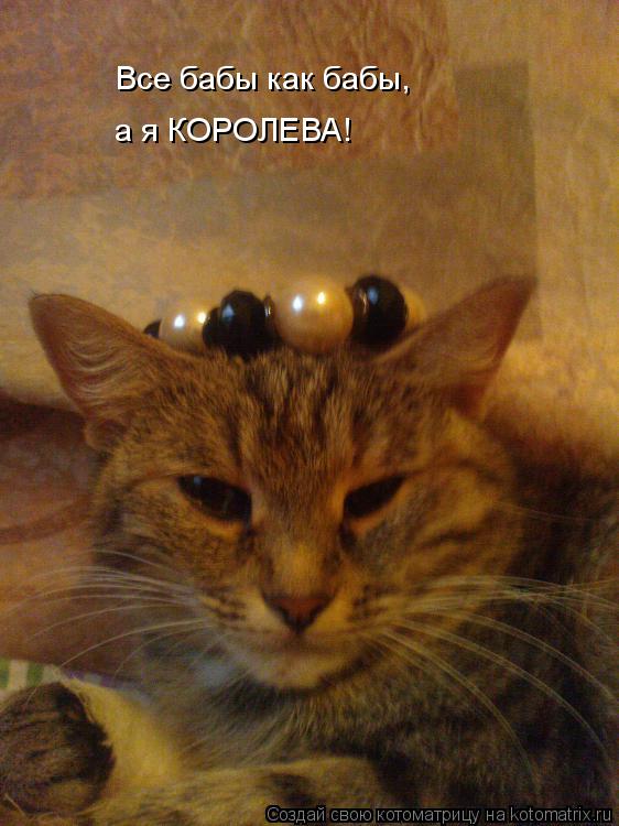 Все бабы как бабы, а я КОРОЛЕВА!... Котоматрица: Все бабы как бабы, а я КОРОЛЕВА!