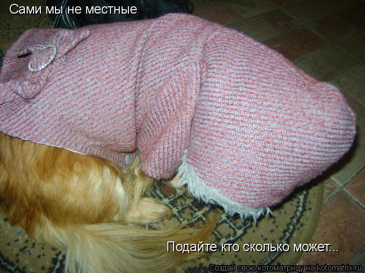 Сами мы не местные Подайте кто сколько может...... Котоматрица: Сами мы не местные Подайте кто сколько может...