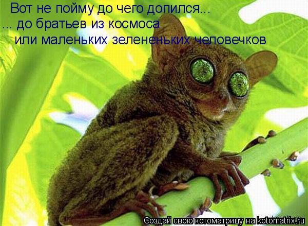Вот не пойму до чего допился... ... до братьев из космоса или маленьких зелененьких человечков... Котоматрица: Вот не пойму до чего допился... ... до братьев из космоса или маленьких зелененьких человечков